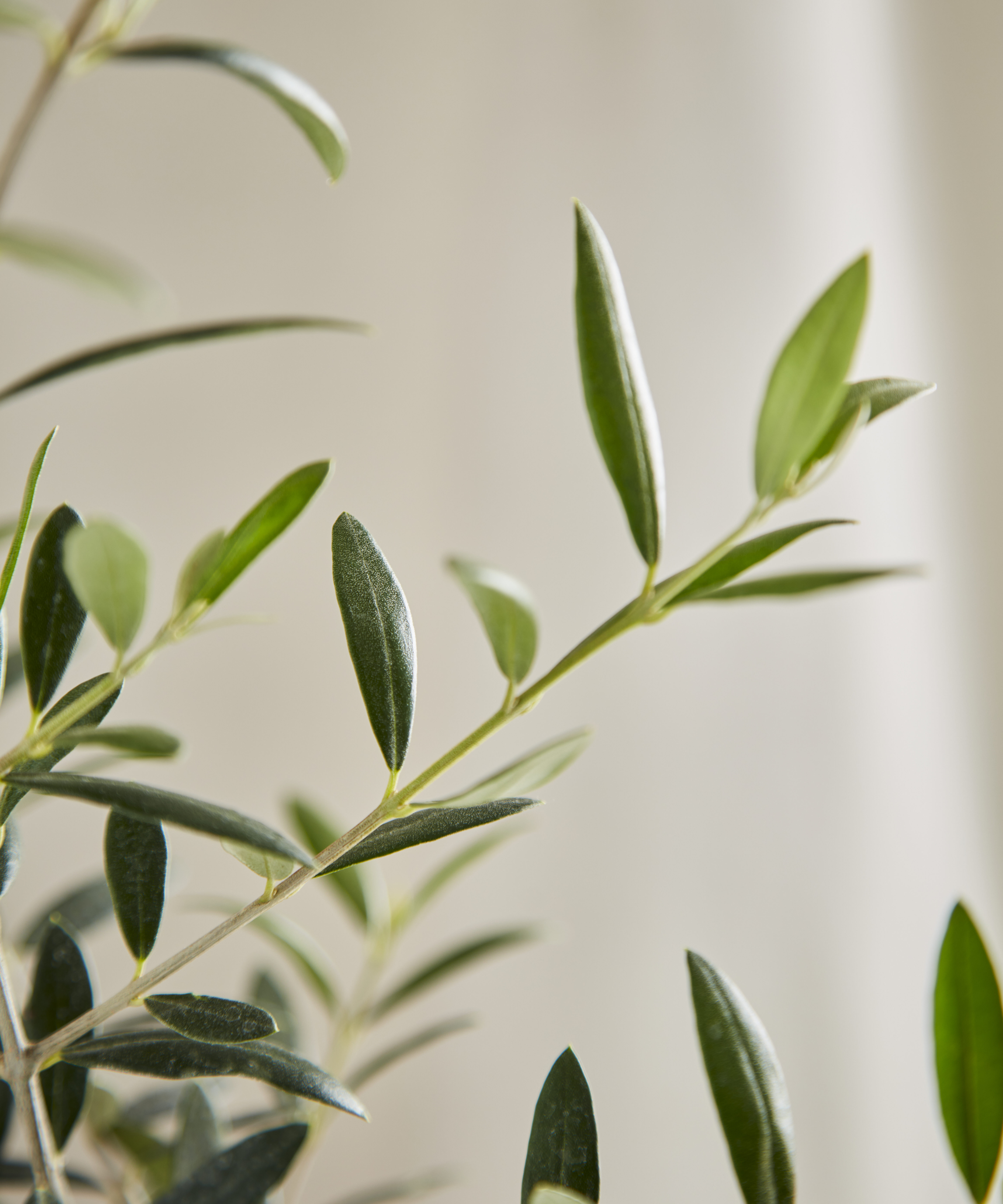Smart Ways to Optimize Therizinosaurus Diet for Maximum Growth in 2025