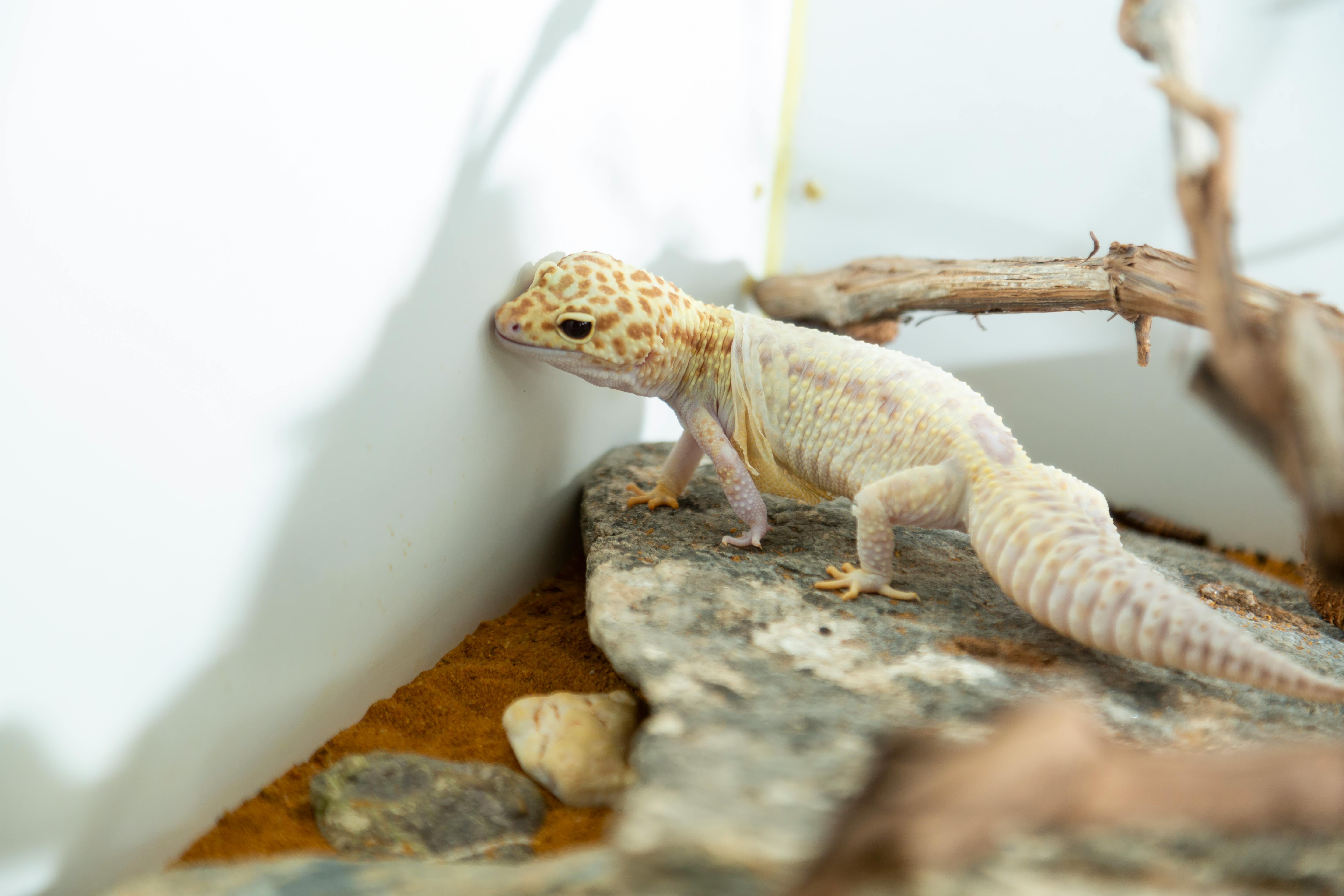 Effective Ways to Enhance Your Salamander Diet in 2025