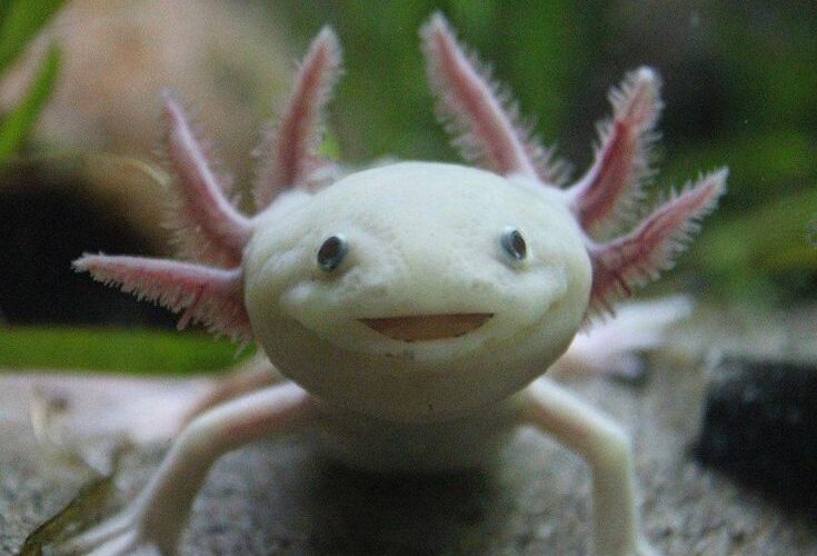 Top 5 Effective Ways to Optimize Your Axolotl Diet in 2025