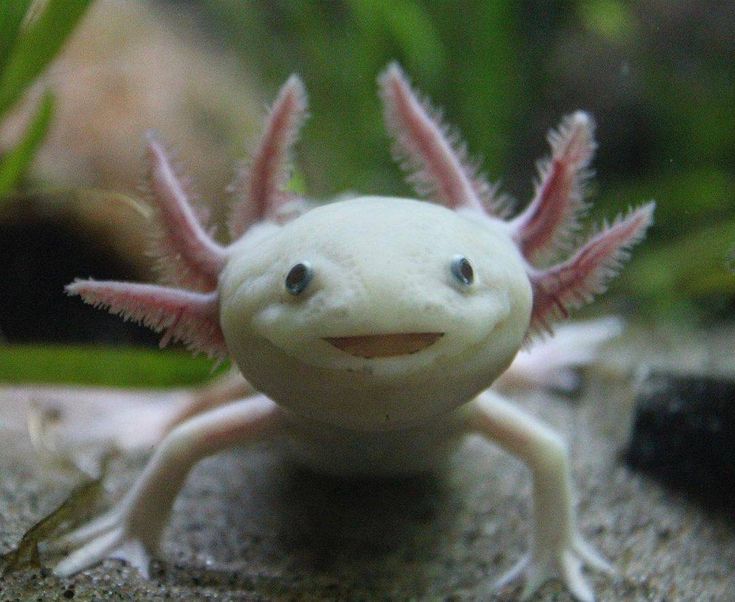 Top 5 Effective Ways to Optimize Your Axolotl Diet in 2025