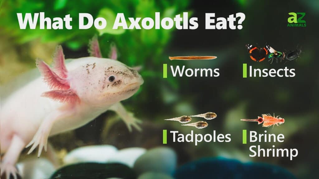 Axolotl Diet Image 1