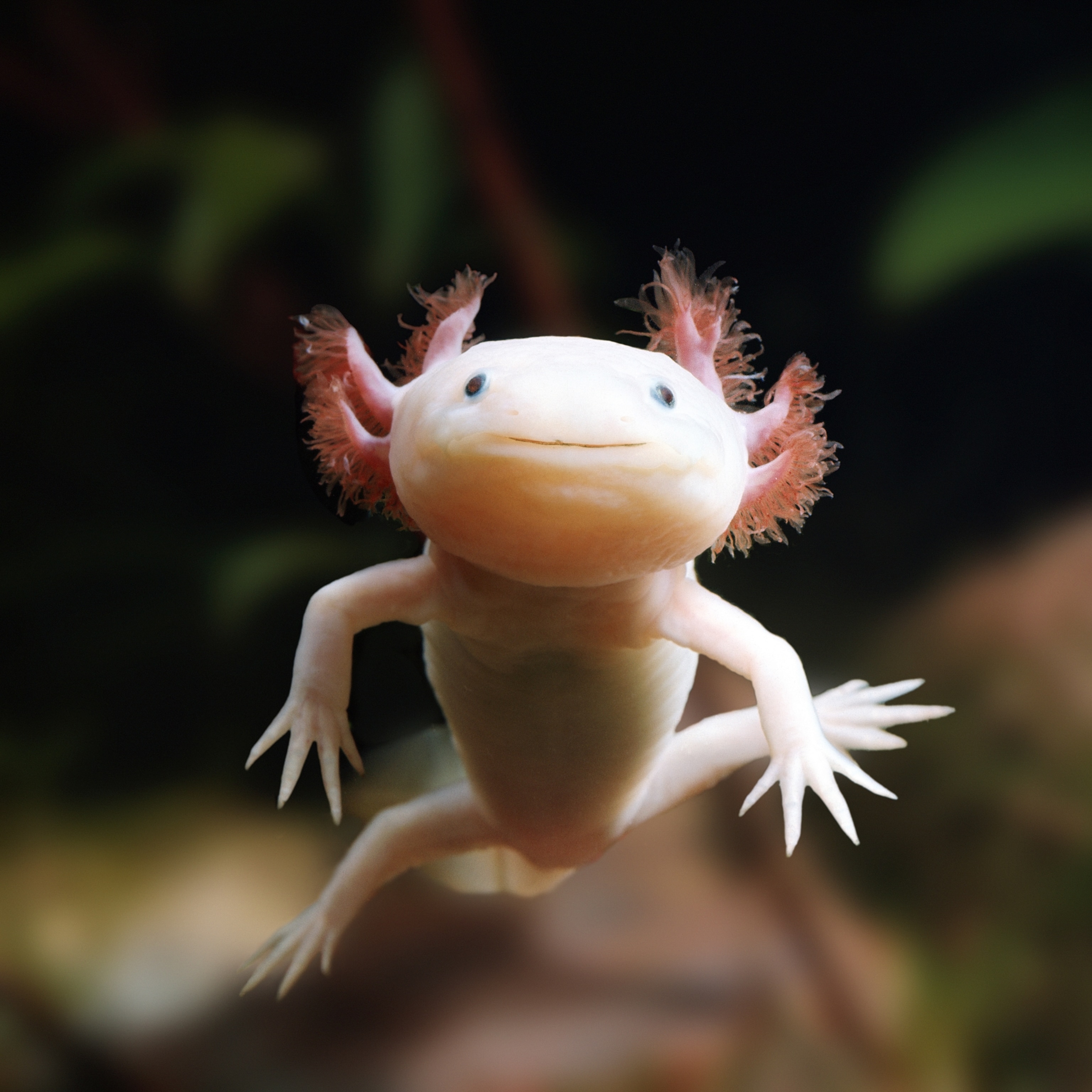 Axolotl Diet Image 2