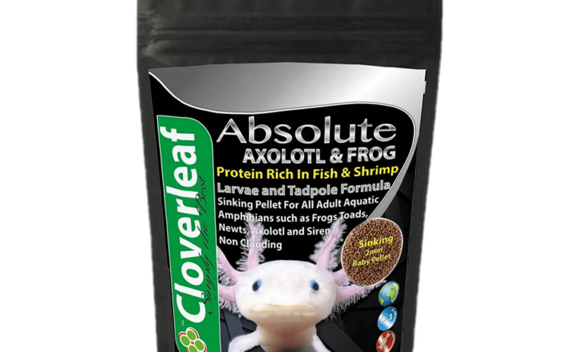 Essential Guide to Axolotl Diet: Top Foods for Healthy Growth in 2025