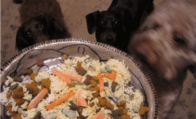 Effective Ways to Choose the Right Bland Diet for Dogs in 2025