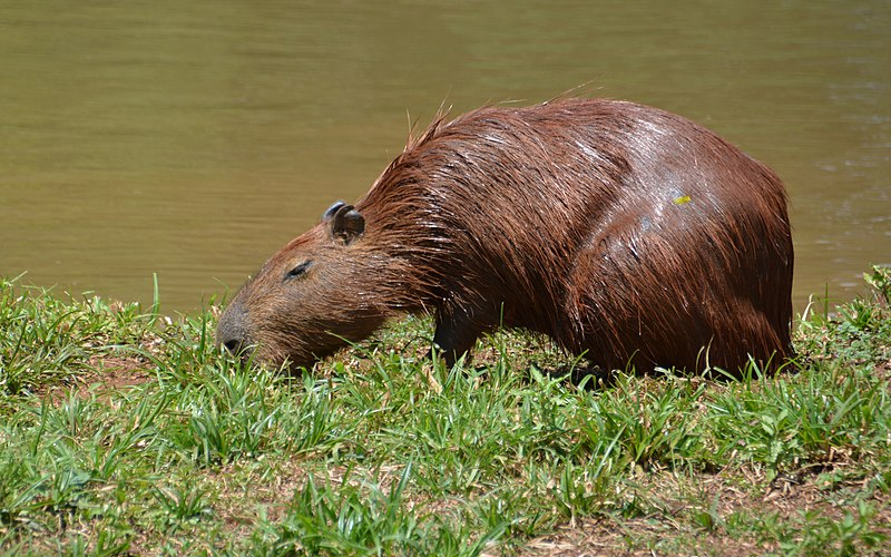 Essential Guide to Capybara Diet: Discover the Best Foods for Optimal Health in 2025