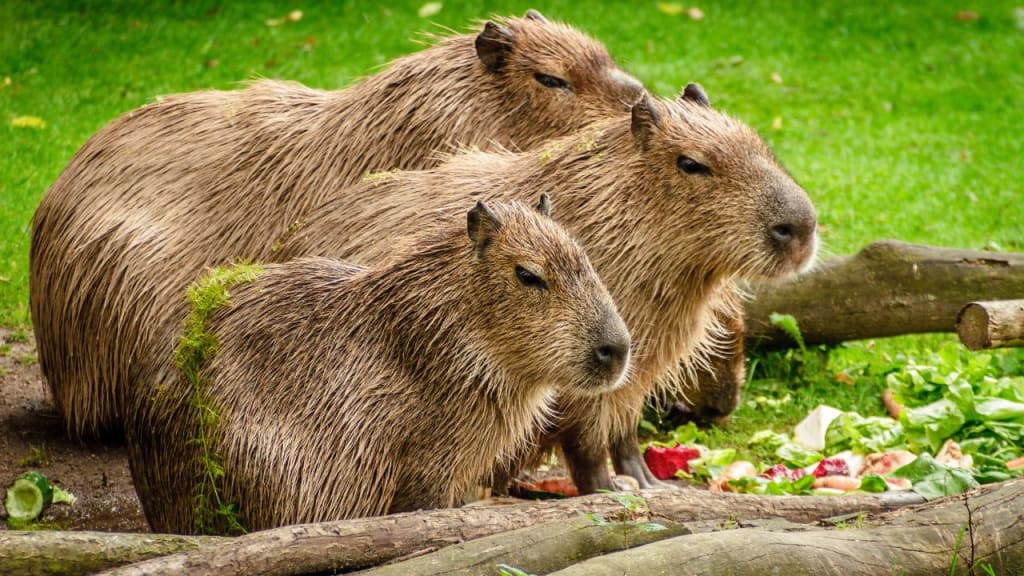 Capybara Diet Overview