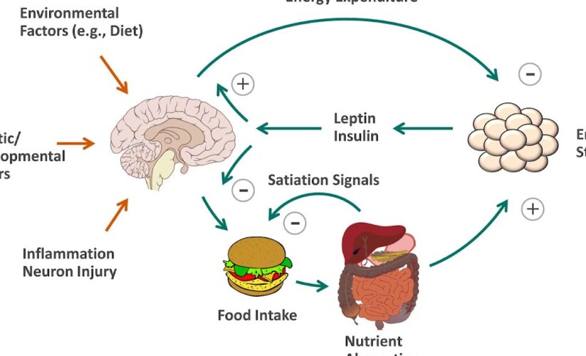 Essential Guide to the CICO Diet: Practical Tips to Succeed in 2025