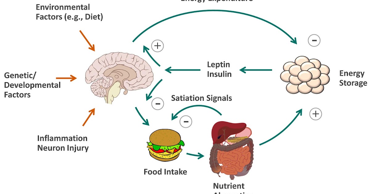 Essential Guide to the CICO Diet: Practical Tips to Succeed in 2025