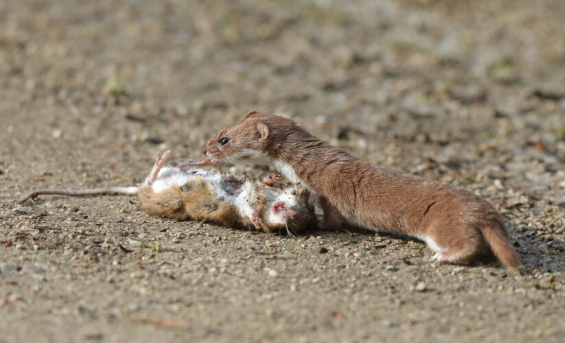 Top 5 Smart Approaches to Understanding a Stoat’s Diet in 2025