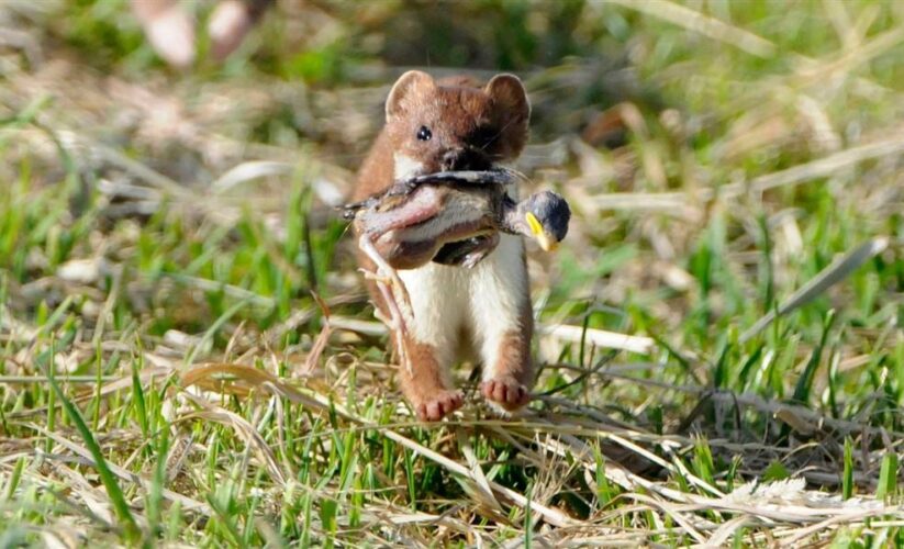 Essential Guide to Stoat Diet: Discover What Stoats Eat in 2025!