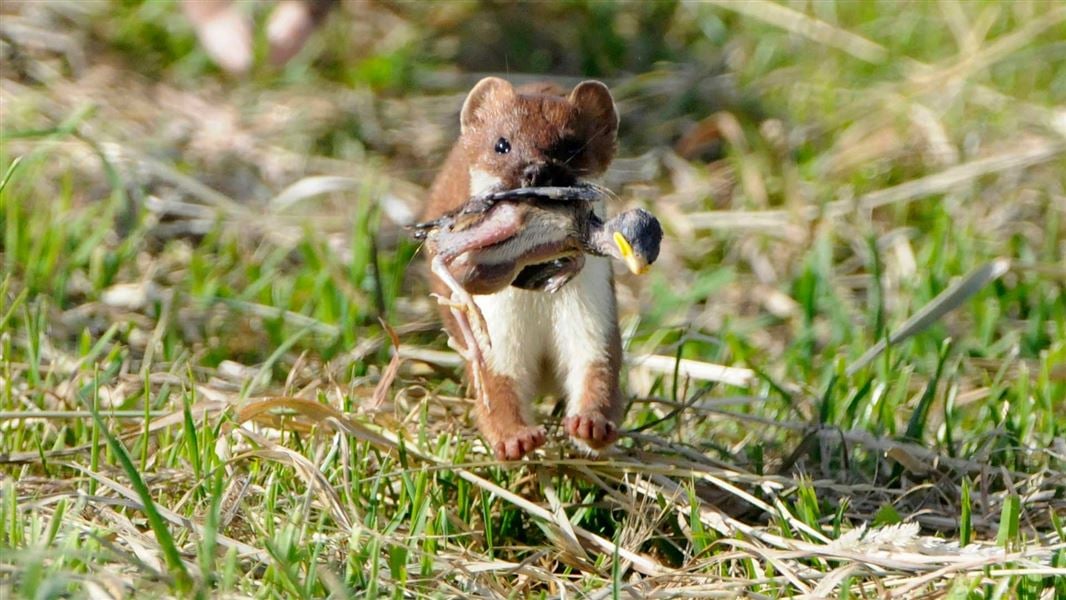 Essential Guide to Stoat Diet: Discover What Stoats Eat in 2025!