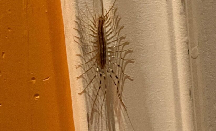 Effective Ways to Enhance Your House Centipede Diet for Optimal Growth in 2025