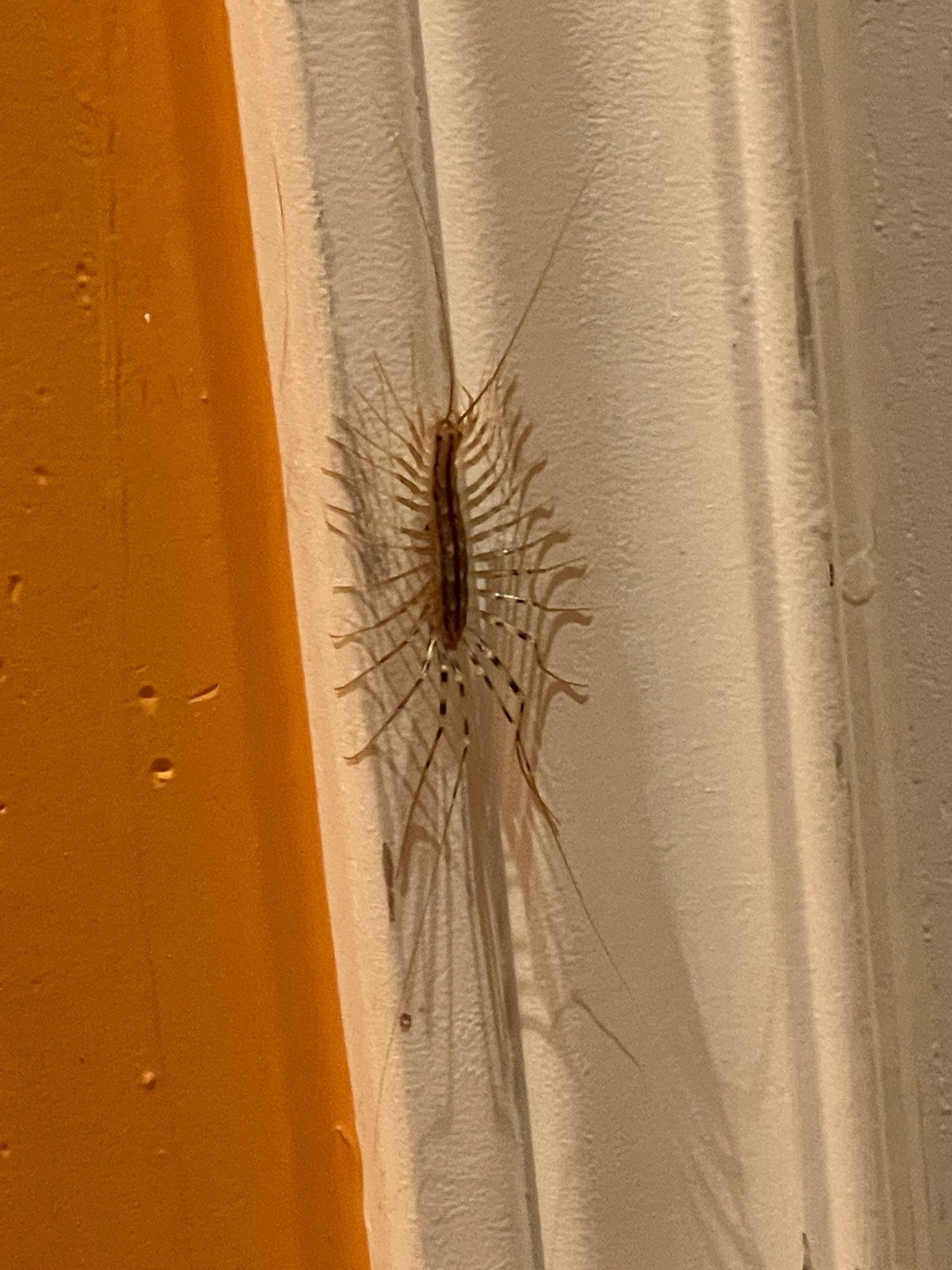 Effective Ways to Enhance Your House Centipede Diet for Optimal Growth in 2025