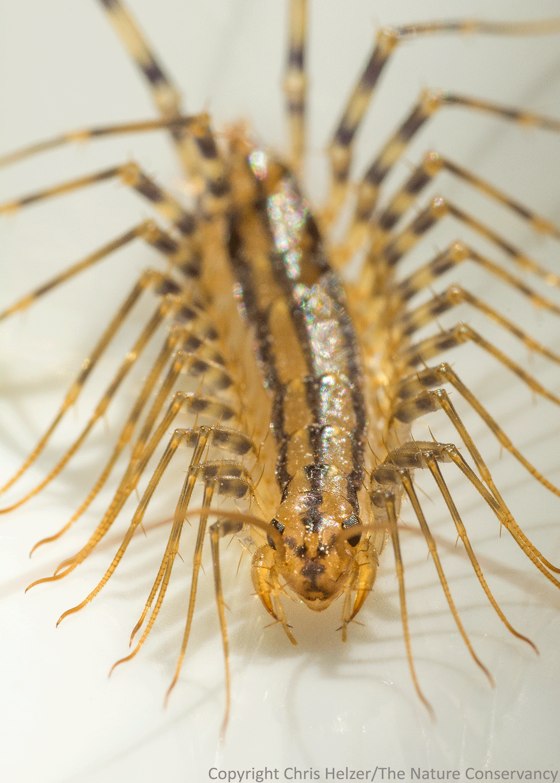 House Centipede Diet Animation