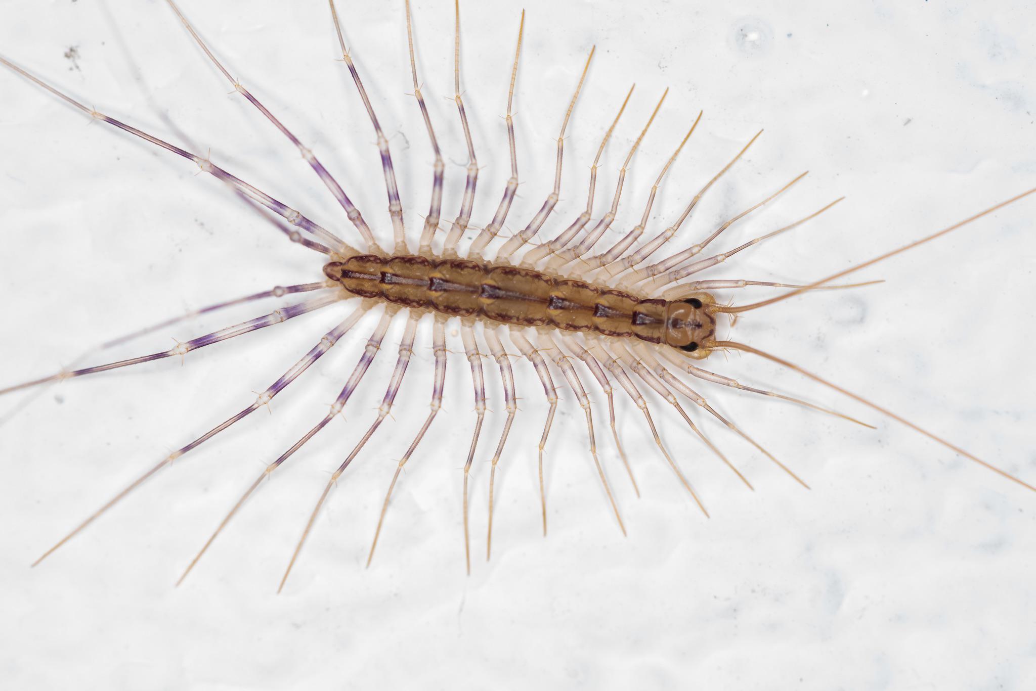 House Centipede in Natural Habitat