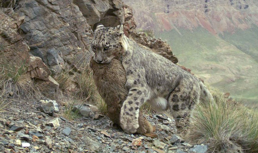 Effective Ways to Understand the Snow Leopard Diet in 2025: Explore Their Unique Hunting Strategies!