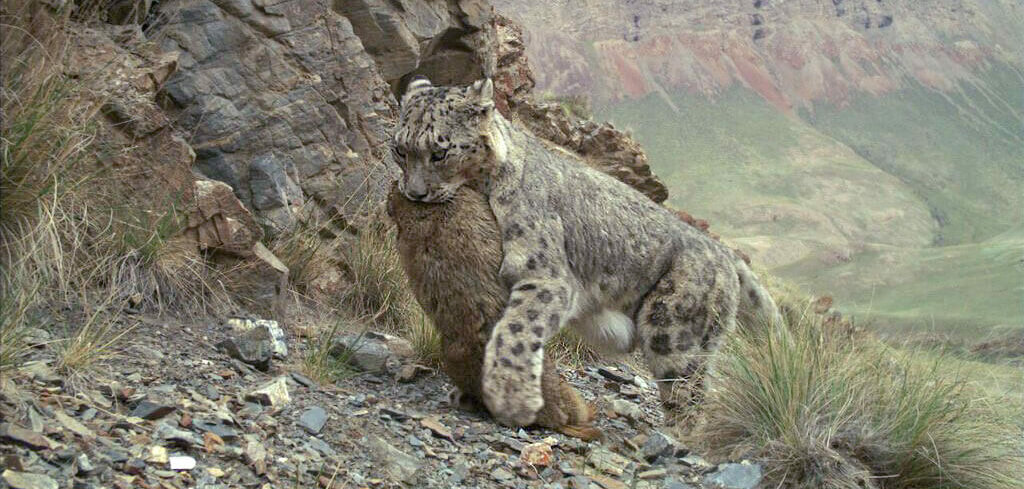 Effective Ways to Understand the Snow Leopard Diet in 2025: Explore Their Unique Hunting Strategies!