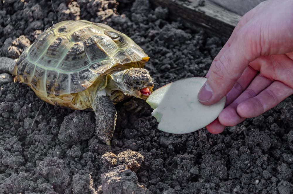 Effective Ways to Optimize Your Russian Tortoise Diet for Better Health in 2025