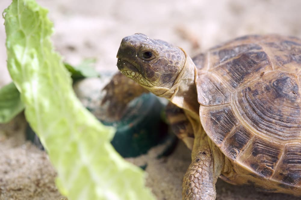 Healthy Food for Russian Tortoises