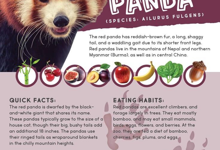 Effective Ways to Optimize Your Red Panda Diet for 2025