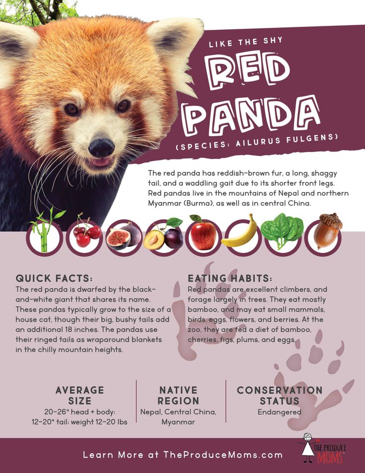 Effective Ways to Optimize Your Red Panda Diet for 2025