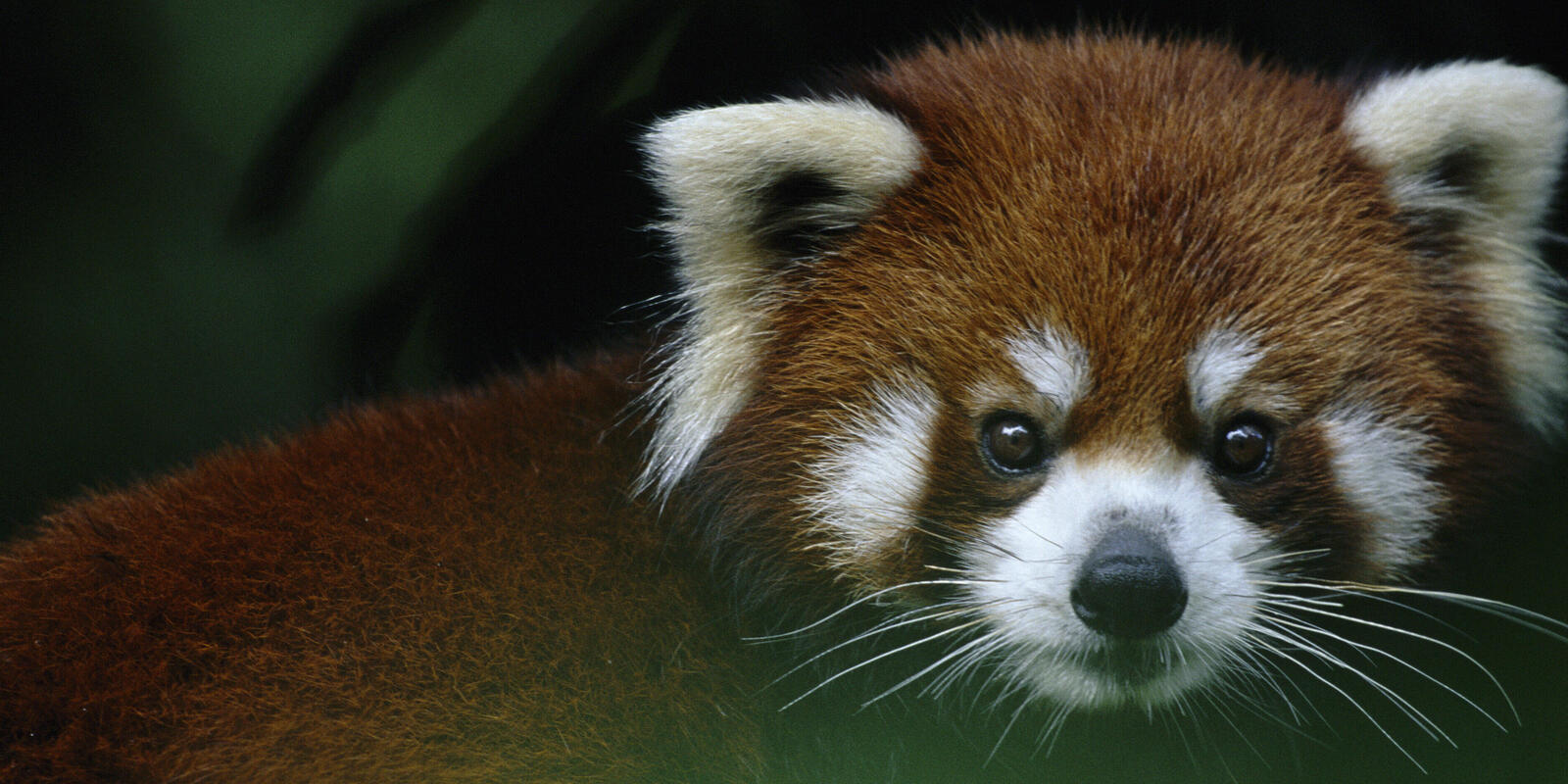 Red Panda Diet