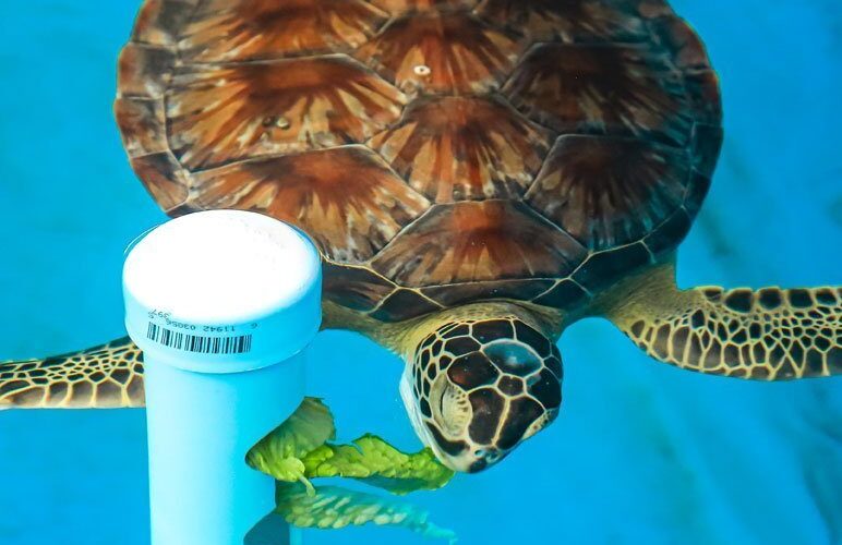 How to Improve Sea Turtle Diet for Better Health in 2025: Essential Tips to Optimize Feeding