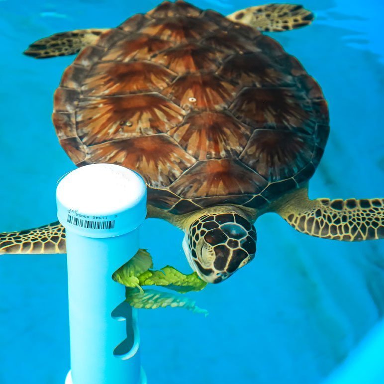 How to Improve Sea Turtle Diet for Better Health in 2025: Essential Tips to Optimize Feeding