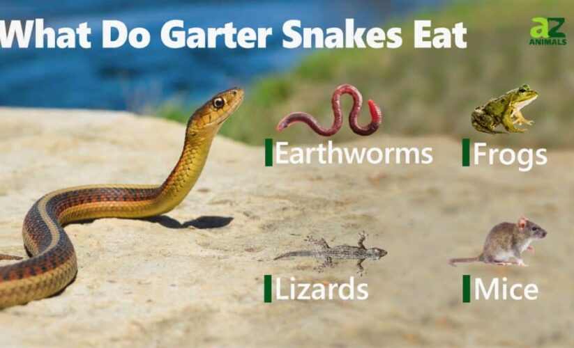 Guide to Garter Snake Diet: Effective Feeding Tips for 2025