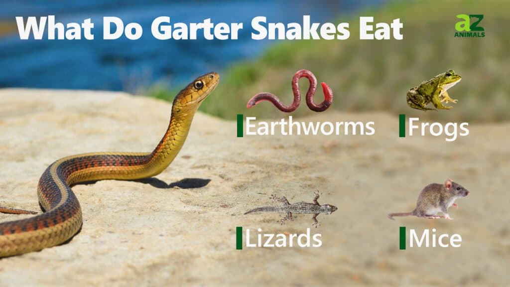 Guide to Garter Snake Diet: Effective Feeding Tips for 2025