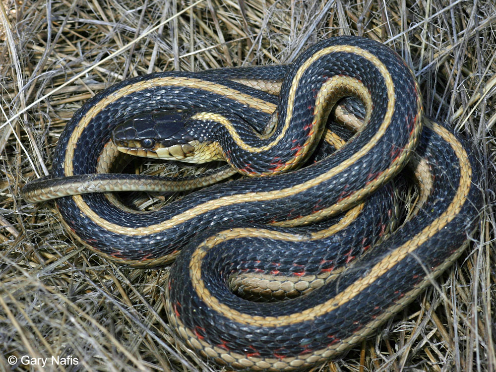 Garter Snake Food