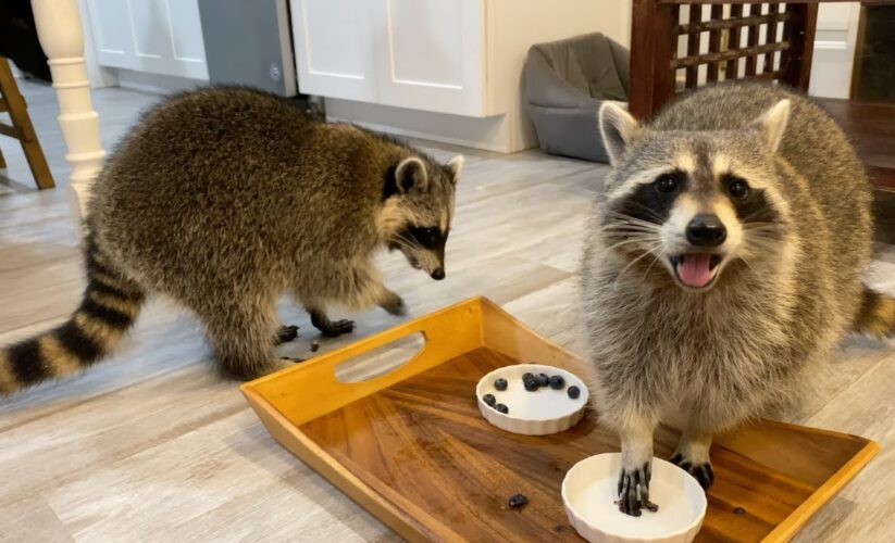 Effective Ways to Optimize Your Raccoon Diet for Better Health in 2025