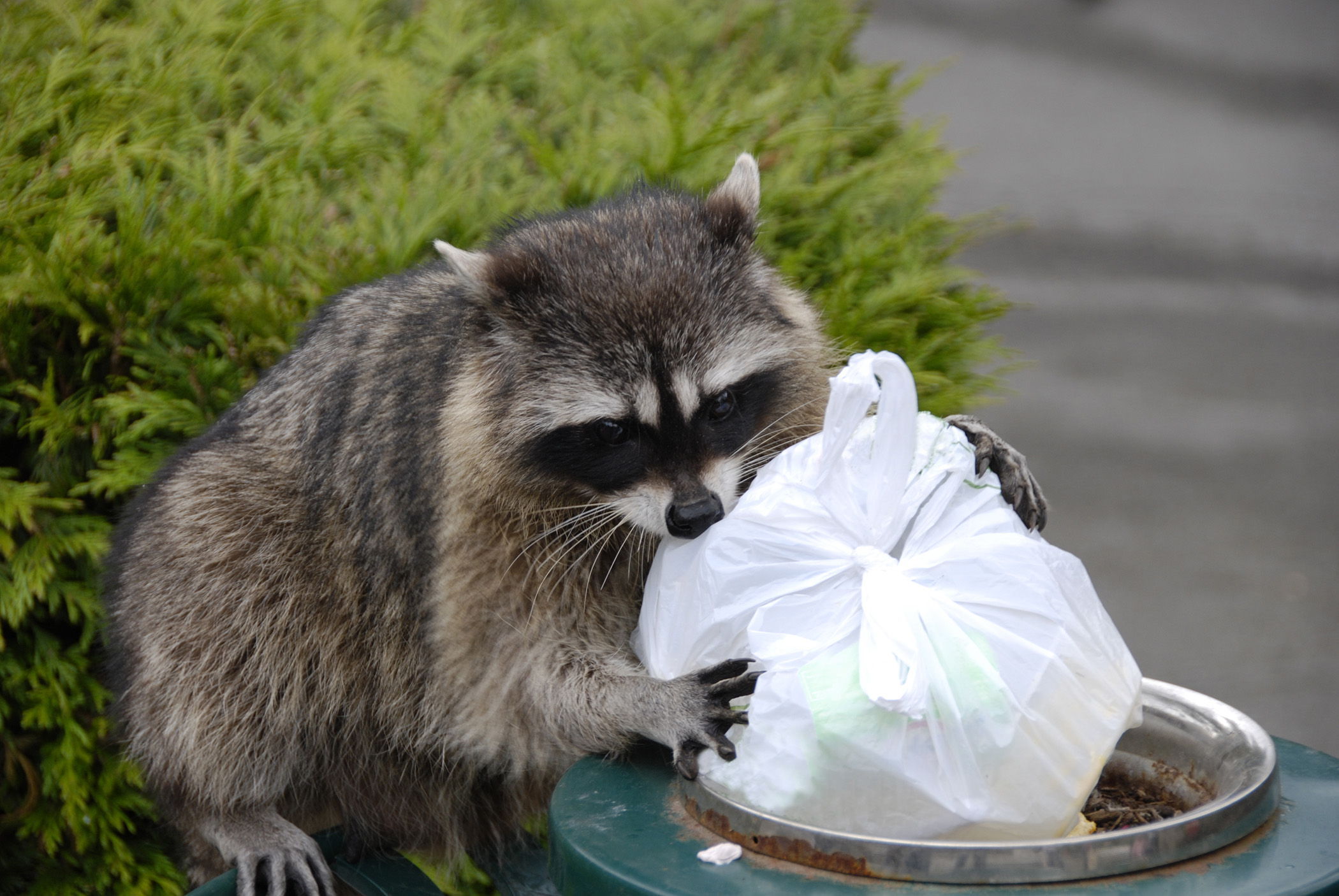 Raccoon eating habits