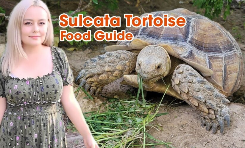 Essential Guide to Sulcata Tortoise Diet: Best Foods for Optimal Health in 2025