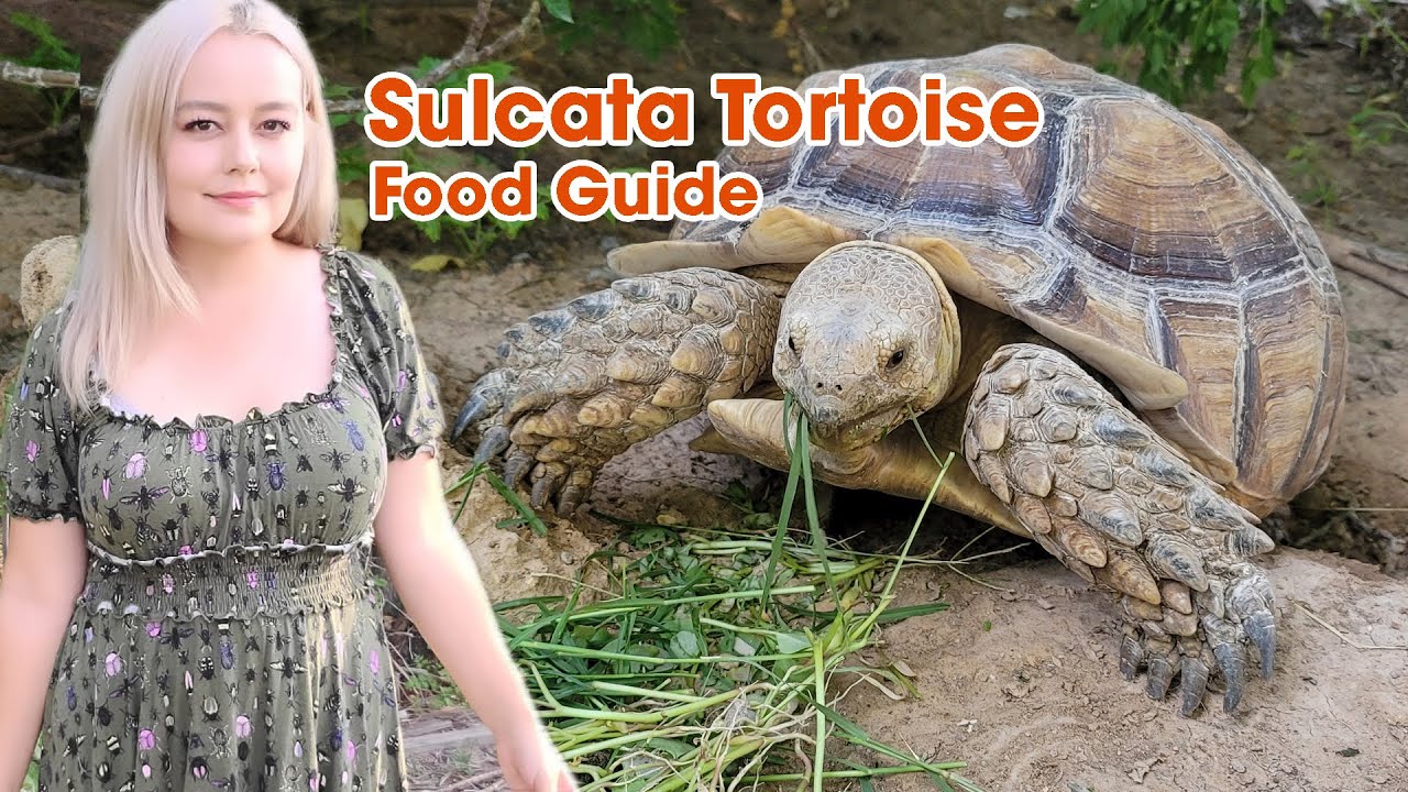 Essential Guide to Sulcata Tortoise Diet: Best Foods for Optimal Health in 2025