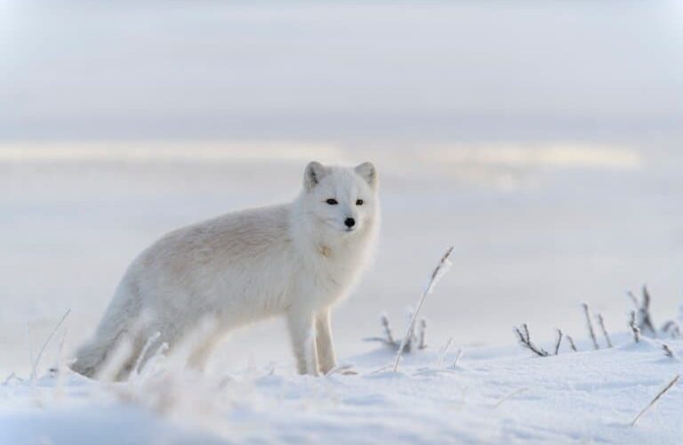 Effective Ways to Improve Arctic Fox Diet and Panda Nutrition in 2025