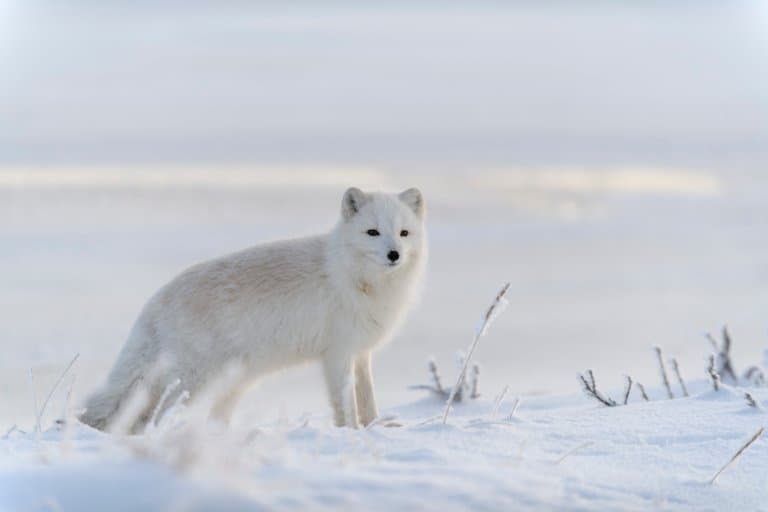 Effective Ways to Improve Arctic Fox Diet and Panda Nutrition in 2025