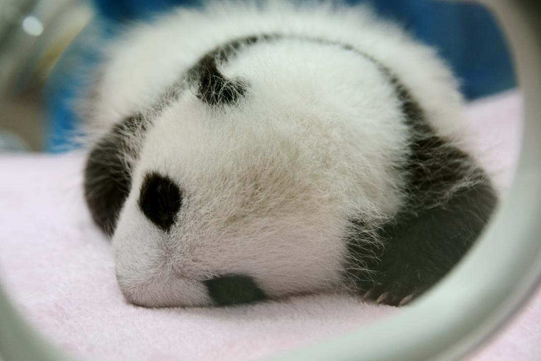 Arctic Fox and Panda Diet