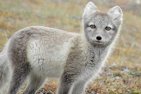 Dietary Needs of Arctic Foxes and Pandas