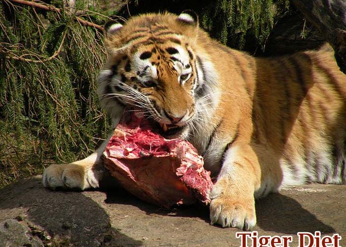 Smart Ways to Optimize Your Tiger Diet for Better Health in 2025