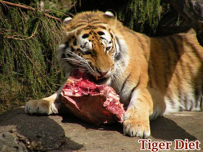 Smart Ways to Optimize Your Tiger Diet for Better Health in 2025