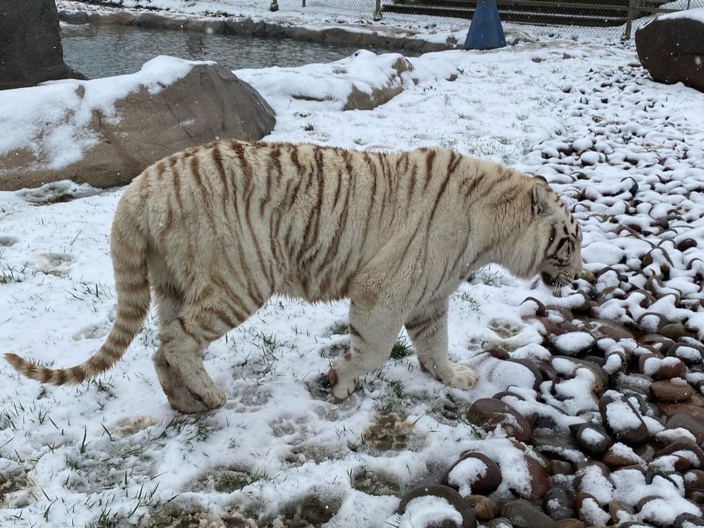 Tiger Feeding Habits