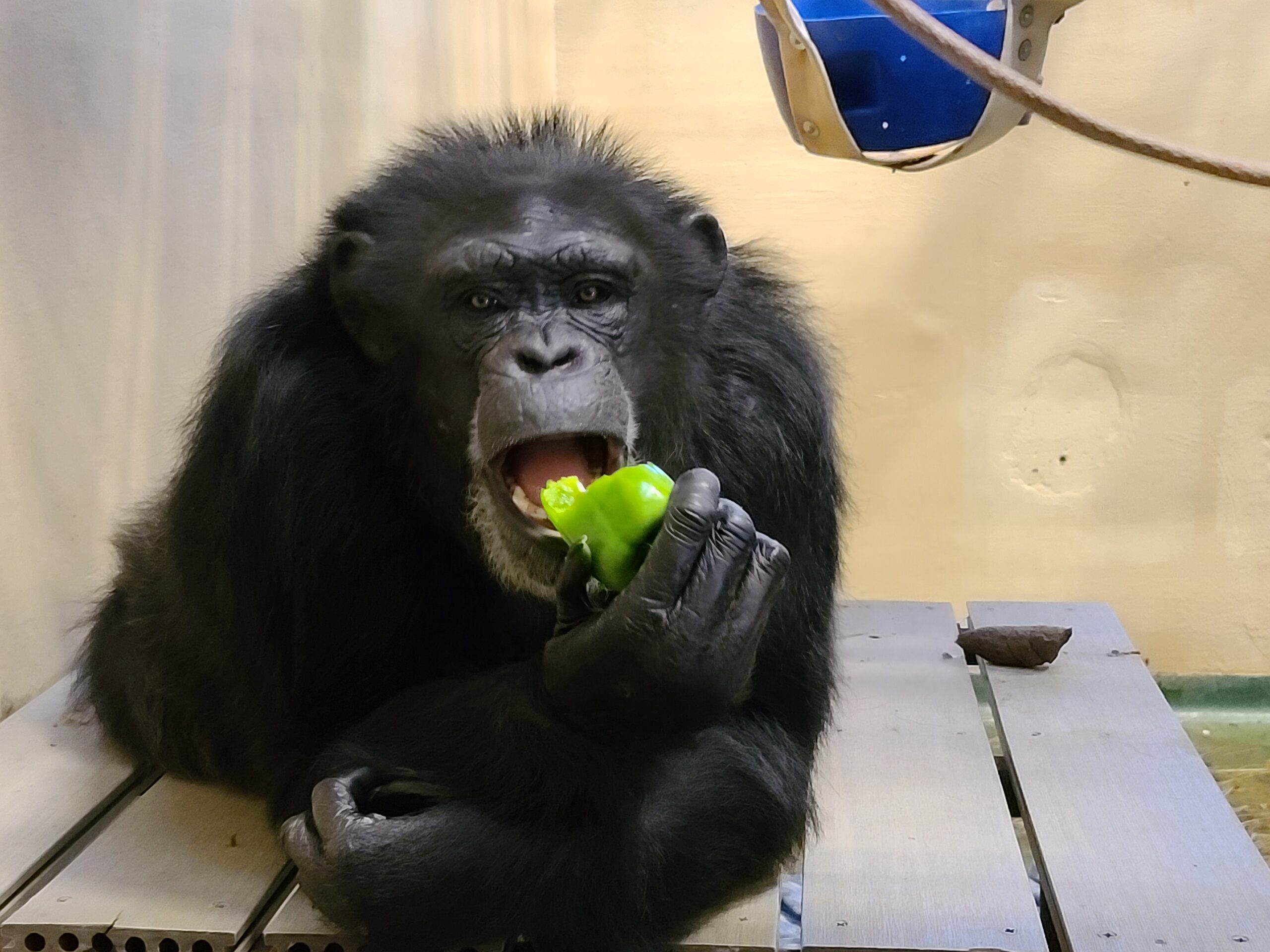 Practical Guide to Chimpanzee Diet: Discover Current Feeding Habits in 2025