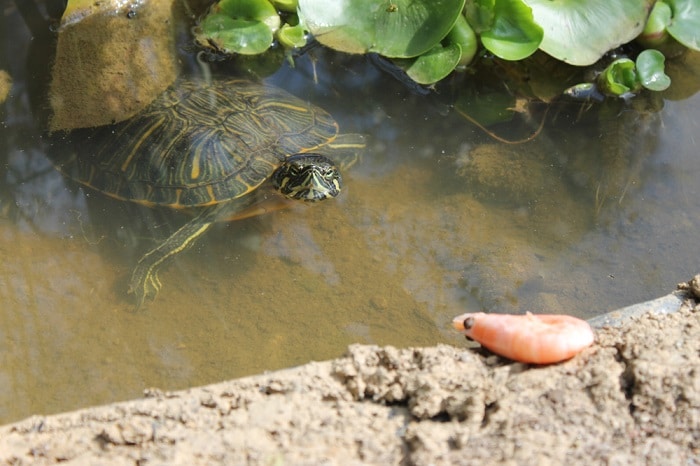 Top 7 Essential Tips for a Red Eared Slider Diet in 2025