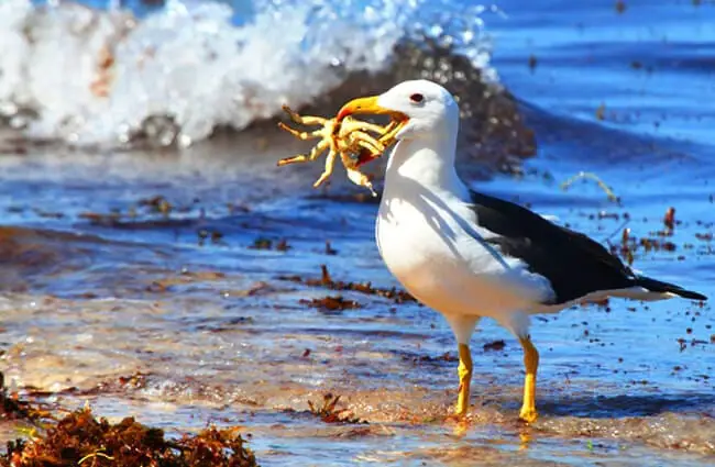 Practical Guide to the Albatross Diet: Understanding Their Feeding Habits in 2025