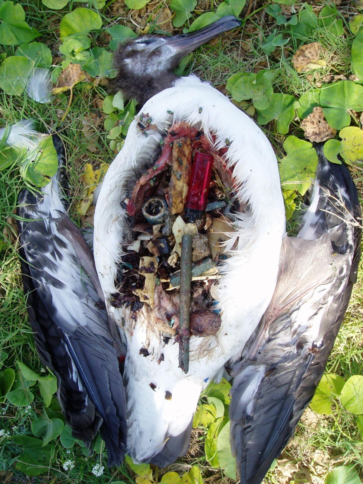 Albatross Diet