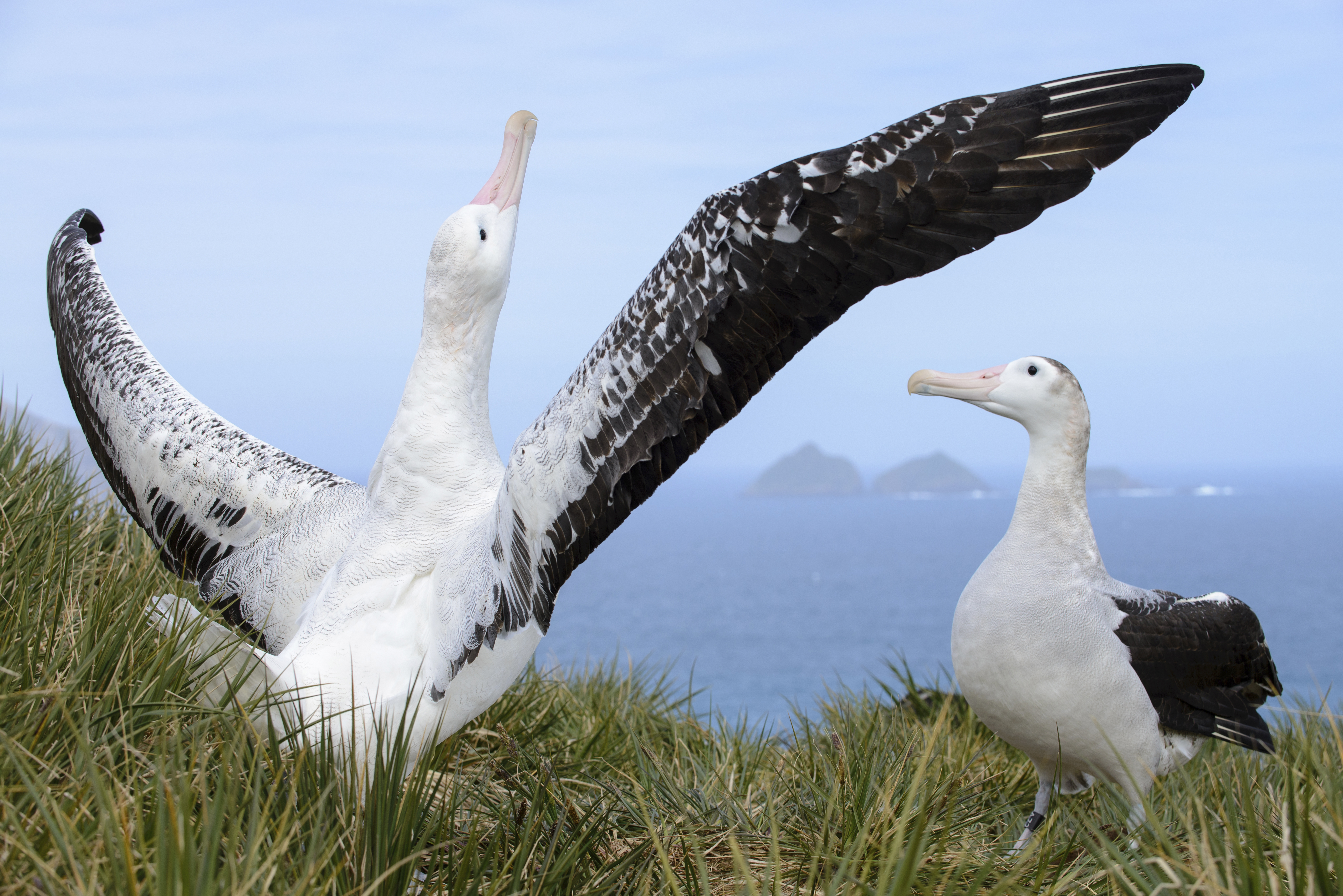 Albatross Feeding Habits