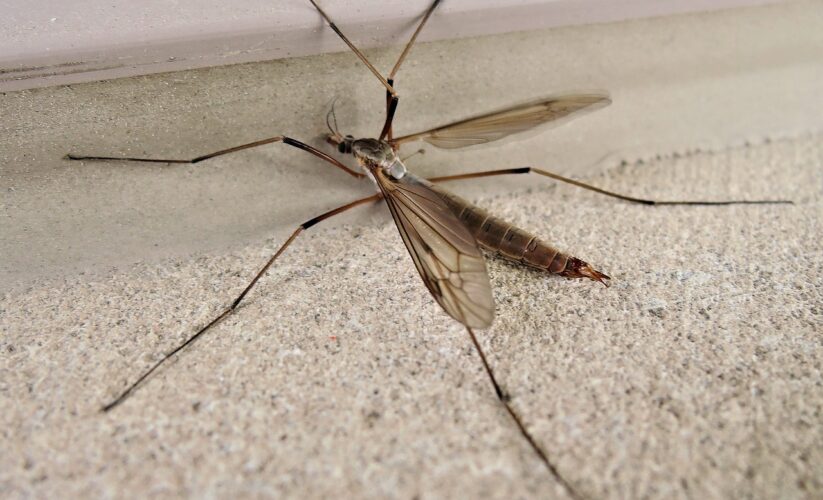 Smart Ways to Optimize Your Crane Fly Diet: Learn More About Their Feeding Habits in 2025