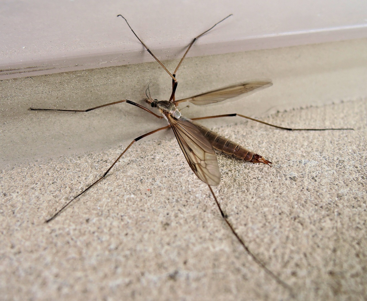 Smart Ways to Optimize Your Crane Fly Diet: Learn More About Their Feeding Habits in 2025