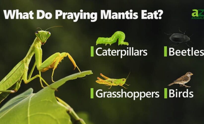 Effective Ways to Optimize Your Praying Mantis Diet in 2025: Essential Insights to Enhance Their Nutrition